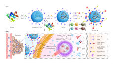 BCGCRの概略図。(a)はBCGCRナノ粒子デザイン。(b)は診断などのメカニズムの概要。（画像:名古屋大学報道発表資料より）