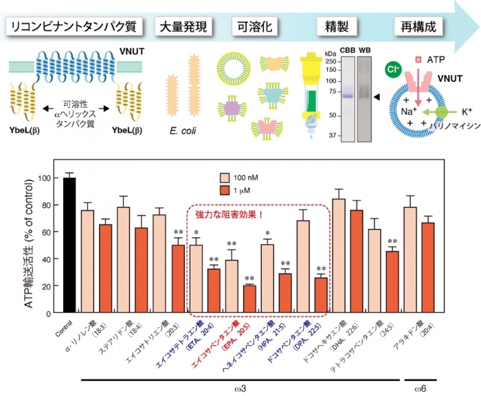 EPAがVNUTを阻害する概要（画像: 岡山大学の発表資料より）