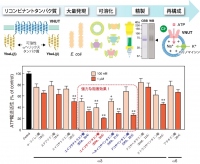 EPAがVNUTを阻害する概要（画像: 岡山大学の発表資料より）