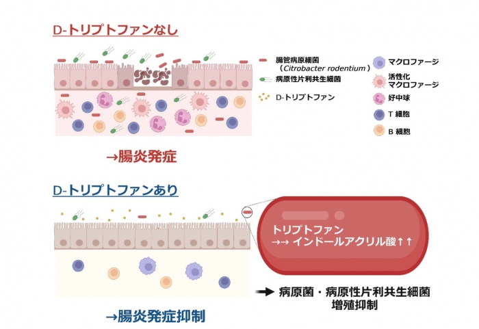 今回の研究の概要（画像: 慶應義塾大学の発表資料より）