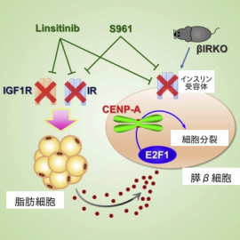 脂肪細胞からの因子により、膵β細胞の細胞分裂が促進される（画像: 群馬大学の発表資料より）