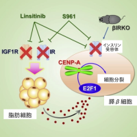 脂肪細胞からの因子により、膵β細胞の細胞分裂が促進される（画像: 群馬大学の発表資料より）