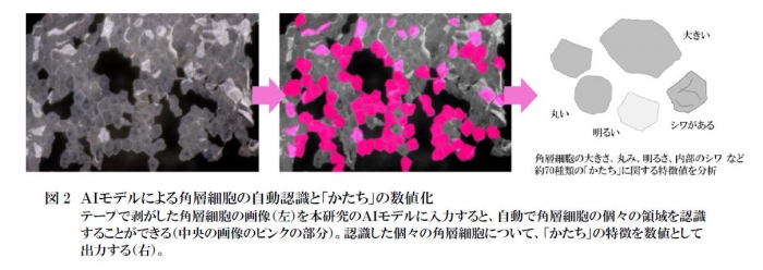 角層細胞の「かたち」の特徴約70種類を数値化するAIモデルの概要（画像: ファンケルの発表資料より）