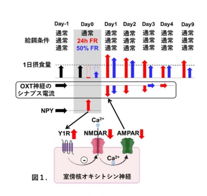 食事制限による興奮性シナプスの抑制と摂食量の変化の機構（画像: 岐阜大学の発表資料より）