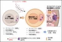 今回の研究の概要（画像: 京都大学の発表資料より）