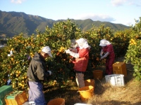 年中みかんのとれるまち」三重県御浜町　5者連携で、持続可能なみかん産地を目指して地域活性や特産品のPRに取り組む