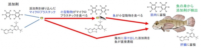 今回の研究の概要。マイクロプラスチックが食物連鎖を通して添加物を魚類に運ぶメカニズム（画像: 北海道大学の発表資料より）