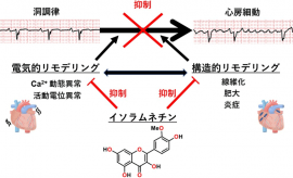 イソラムネチンが心房細動発症を予防するプロセス（産業技術総合研究所の報道発表資料より）