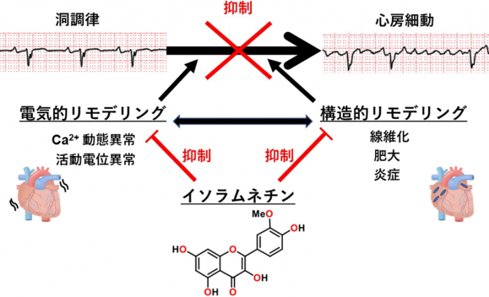 イソラムネチンが心房細動発症を予防するプロセス（産業技術総合研究所の報道発表資料より）