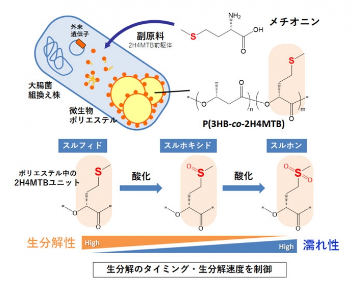 今回の研究の概要（画像: 東京工業大学の発表資料より）