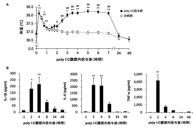 ラット腹腔への疑似感染に伴う急性症状の様子。Aは、poly I:C腹腔内投与に伴う体温変化を示す。発熱のピークは投与5時間後となり、24時間後までに平熱に戻っていった。Bは、炎症性サイトカインであるIL-1β（左）、IL-6（中）、TNF-α（右）の血中濃度。投与2時間後から上昇が観察された。