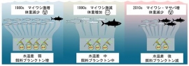 1980年代と2010年代における魚類の餌をめぐる競合と体重減少メカニズム(画像: 東京大学報道発表資料の発表資料より) 1980年代と2010年代における魚類の餌をめぐる競合と体重減少メカニズム(画像: 東京大学報道発表資料の発表資料より)
