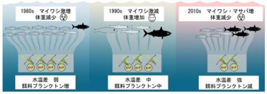 1980年代と2010年代における魚類の餌をめぐる競合と体重減少メカニズム（画像: 東京大学報道発表資料の発表資料より）