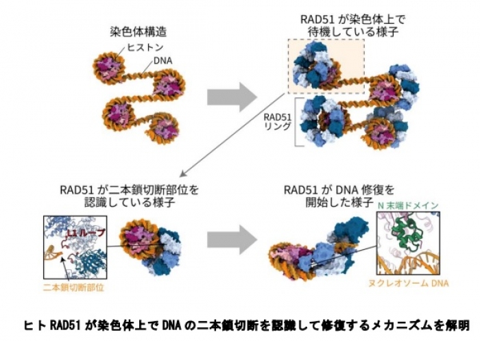 今回の研究の概要（画像:東京大学報道発表資料より）
