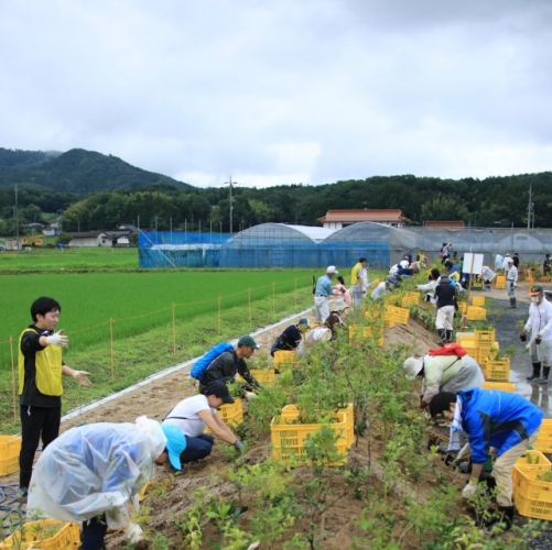 近年、SDGsへの取り組みが広がる中、企業や団体による植林や植樹活動が活性化している。