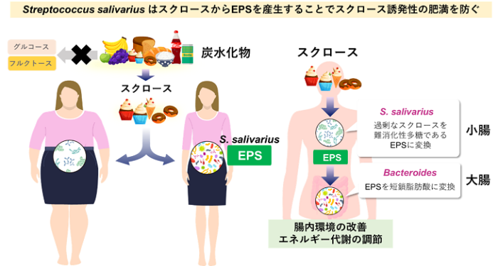 今回の研究の概要（画像: 京都大学の発表資料より）