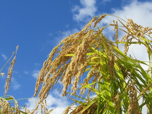 酒造好適米を自社で栽培・管理することで、高品質な酒米の安定確保と、目指す酒質に最適な米作りを追求できる