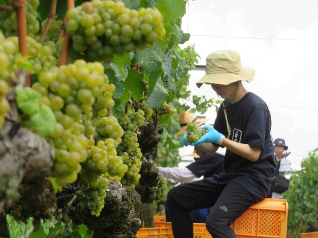 日本酒メーカーの白鶴酒造がワイン事業を譲受した背景には、単なるビジネス領域の拡大ではなく、地元の誇りを守りたいという強い地元愛と使命感がある