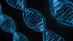 (Pixabay, PublicDomainPictures)