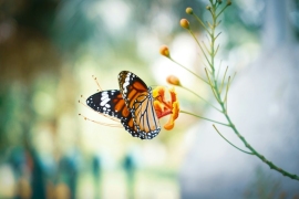 Photo by Calvin Mano on Unsplash Photo by Calvin Mano on Unsplash