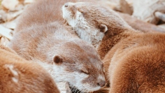 (Volker Kaes/pexels.com)