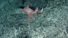 (Nautiluslive.org)
