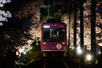 嵐電だけの桜嵐電桜のトンネルライトアップ実施◆ 今年は、４月５日（金）から４月７日（日）まで実施。 「夜桜電車」も運行。◆　今回２０回目の開催。