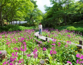 六甲高山植物園 約6,000株のクリンソウの群落（5月中旬～5月下旬）