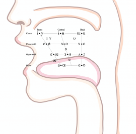 口蓋のイメージ|国際音声記号 (International Phonetic Alphabet) の母音表 国際音声記号 (International Phonetic Alphabet)の母音表を用いて作成 口蓋のイメージ|国際音声記号 (International Phonetic Alphabet) の母音表 国際音声記号 (International Phonetic Alphabet)の母音表を用いて作成