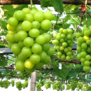 栃木県産シャインマスカット 栃木県産シャインマスカット