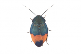 今年6月に新種記載され、緊急指定種に登録されるベニエリルリゴキブリ(柳澤静磨氏撮影)