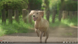 大好きなお父さんのもとへ 大好きなお父さんのもとへ