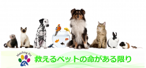 保護ペットのための新しい譲渡サイト「Matching Pet／マッチングペット」が10月20日に開設！保護ペットや高齢化により手放す方のためのマッチングサイト