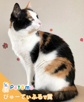 「びゅーてぃふるで賞」 「びゅーてぃふるで賞」