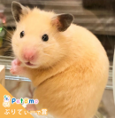 「ぷりてぃーで賞」 「ぷりてぃーで賞」