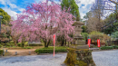 鑁阿寺|枝垂れ桜 鑁阿寺|枝垂れ桜