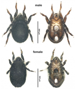 イワドハマベダニの画像。オス(上段)メス(下段)。 イワドハマベダニの画像。オス(上段)メス(下段)。