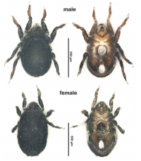 法政大学島野教授が投稿した「Twitterによって発見された新種ダニ」を見た一般の大学院生の投稿から、再び別の新種ダニを発見