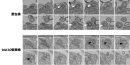 図2. ゼニゴケ精子における連続切片電子顕微鏡像