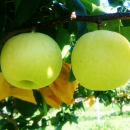 【送料無料】名代 二十世紀梨 3kg 3500円 ➡(クーポン利用で)3000円 【送料無料】名代 二十世紀梨 3kg 3500円 ➡(クーポン利用で)3000円