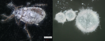 外はサラサラなのに 中はトロ~ ハチミツの粉体化技術を開発 -- 大阪工業大学