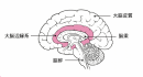 大脳辺縁系 大脳辺縁系