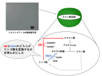 リンゴ酸が“ピルビン酸”に変換される特殊なクエン酸回路を発見明治大学大学院農学研究科 伊東昇紀助教・小山内崇准教授らの研究グループ