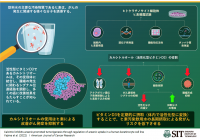 芝浦工業大学、活性型ビタミンD3がヒ素を介した発がんのリスクを抑制することを発見