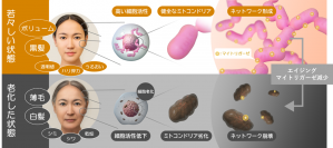 【新知見】シャクヤク、ボタンピ、ユリに 毛髪のアンチエイジング作用（抜け毛・うねりの減少）を発見
