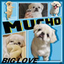 SNSで大人気 ムーチョくん SNSで大人気 ムーチョくん