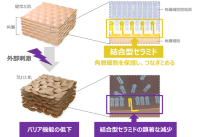 セラミド研究会学術集会で北海道大学と共同発表「乾燥肌と関わりの深い「結合型セラミド」の新たな可能性を発見」