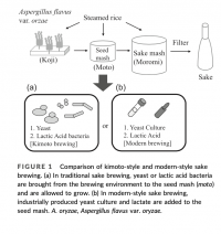 【龍谷大学】日本酒の発酵プロセスにおいて乳酸が酵母の発酵特性を調節する可能性を示唆