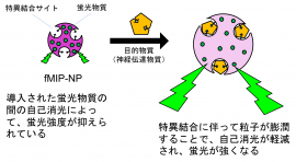 蛍光性分子インプリントポリマーナノ粒子が神経伝達物質を検出する原理 蛍光性分子インプリントポリマーナノ粒子が神経伝達物質を検出する原理