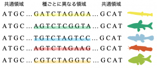 【龍谷大学】自然再生プロジェクトの効果検証に環境DNA分析活用の有効性を示す